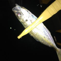 初投稿　アジング