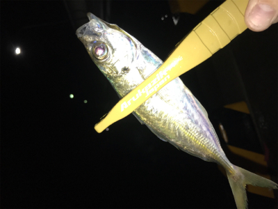 初投稿　アジング