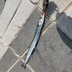 太刀魚〜エソ〜ダツ