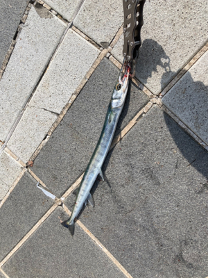 太刀魚〜エソ〜ダツ