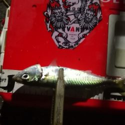 アジング練習 196