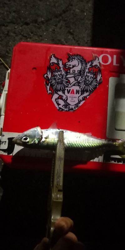 アジング練習 196