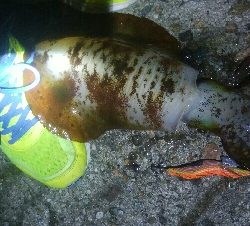 障泥烏賊　胴長、重さ自己最高記録更新！障泥烏賊4杯！カマス1匹！