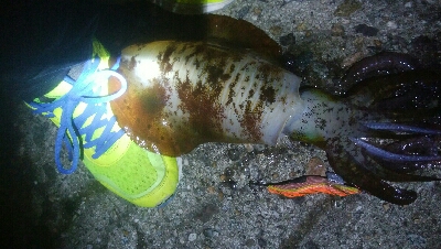 障泥烏賊　胴長、重さ自己最高記録更新！障泥烏賊4杯！カマス1匹！