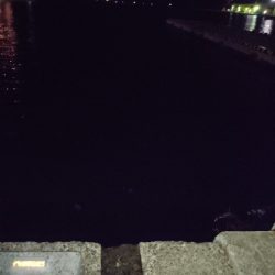 アジングデビュー