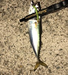 やっぱりサバ多い