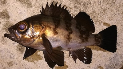 アジング不成立