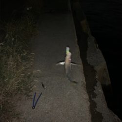 やっとこさアジ