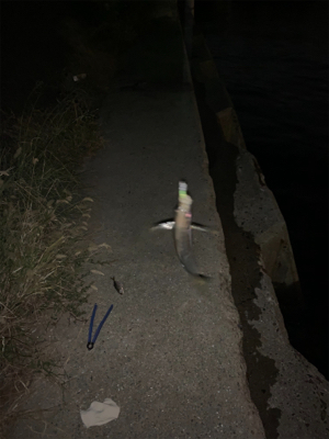 やっとこさアジ