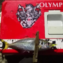 アジング練習 197