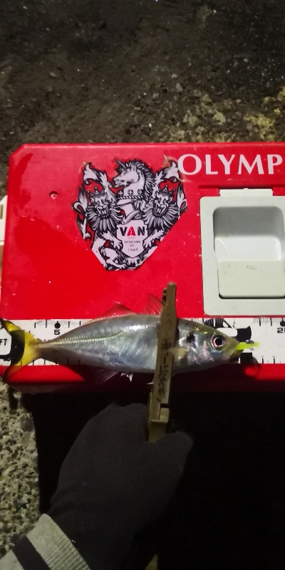 アジング練習 197