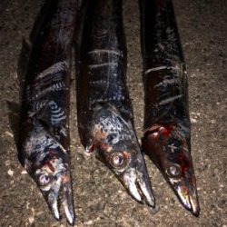 初タチウオ、おまけはアコウさん