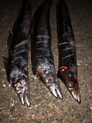 初タチウオ、おまけはアコウさん