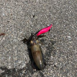 エギング ショアジギ