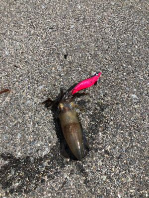 エギング ショアジギ