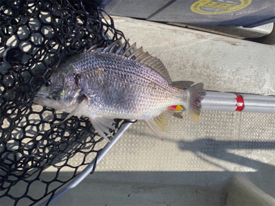 鳴門でヒラメ狙い