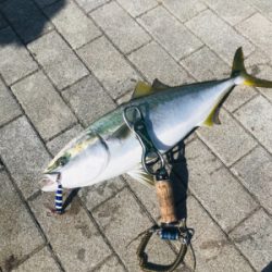 コスモスクエア釣果