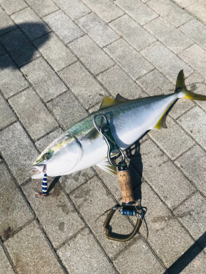 コスモスクエア釣果