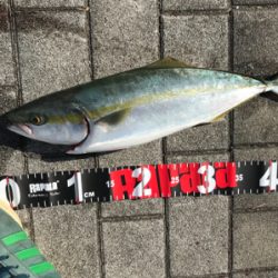 ヒットカラーはアカキン