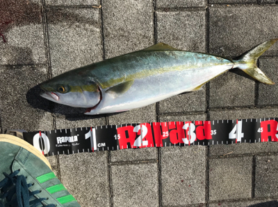 ヒットカラーはアカキン