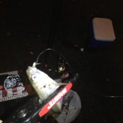 久々のアジング。太刀魚はいません。