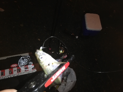 久々のアジング。太刀魚はいません。