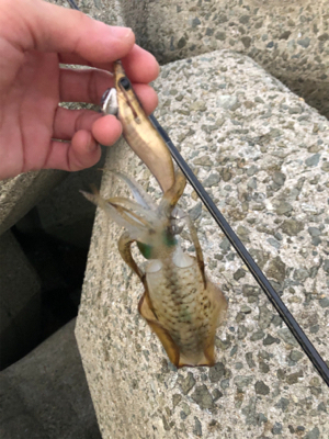 淡路島絶好調？