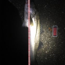 パラガス様々♪