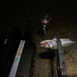 想像以上に寒いライトゲーム