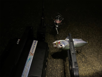 想像以上に寒いライトゲーム