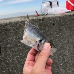 ノマセは不発でしたが、サビキ 釣りで五目達成