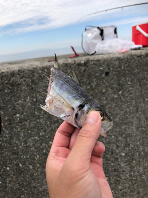 ノマセは不発でしたが、サビキ 釣りで五目達成