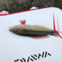 波止グレ釣り