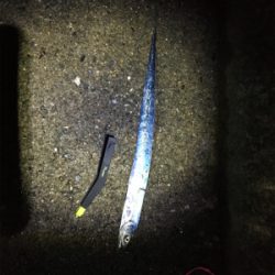 太刀魚がたべたくて