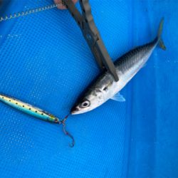 オフショア　サビキ