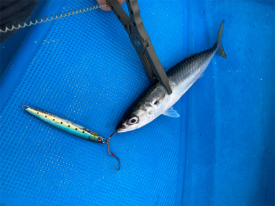 オフショア　サビキ