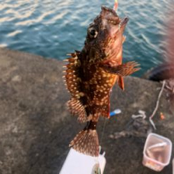 色々釣れました。