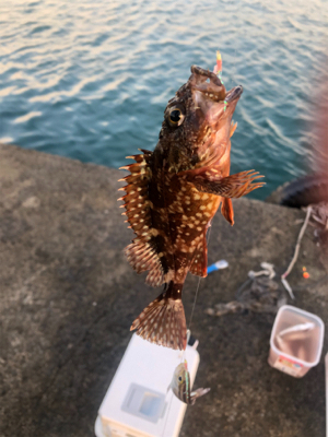 色々釣れました。