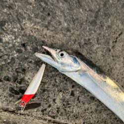 朝1時間で爆釣の11匹!!怒涛のタチウオ釣果