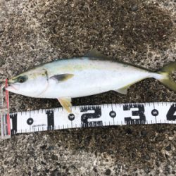 和田防本堤　渋いながらも