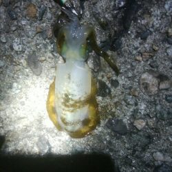 障泥烏賊4杯！数釣り記録も更新！