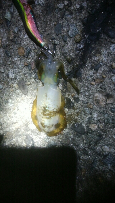 障泥烏賊4杯！数釣り記録も更新！