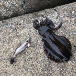 渋くて寒いです。また個体が小さい？