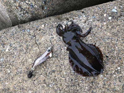 渋くて寒いです。また個体が小さい？