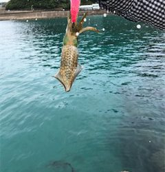 コロッケサイズ連発！冬イカに乞うご期待