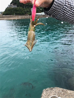 コロッケサイズ連発！冬イカに乞うご期待