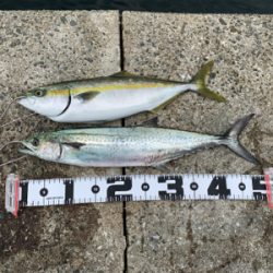 神戸沖堤釣行②