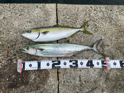 神戸沖堤釣行②