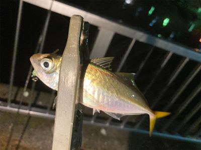 Fシステムアジング