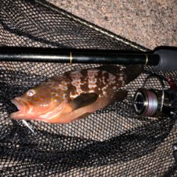 満足のいく釣果